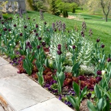Love the waves of fritillaria, lettuce, and tulips. Playful and sophisticated.