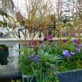 Uncle D liked this planter combo with anemones and helleborus foetidus
