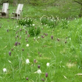 My dream: a grassy lawn of fritillaria (and leucojeum)